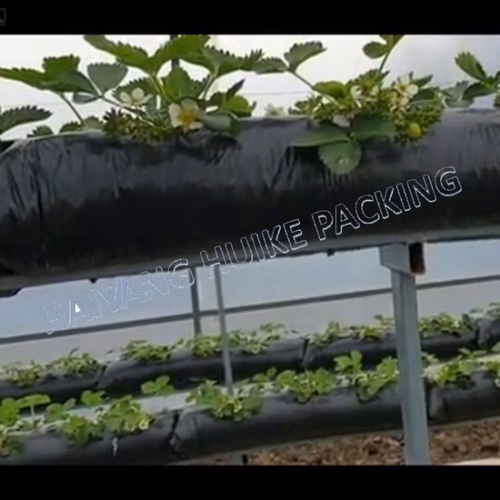 10 25 35 갤런 성장 가방 PE 딸기 성장 가방